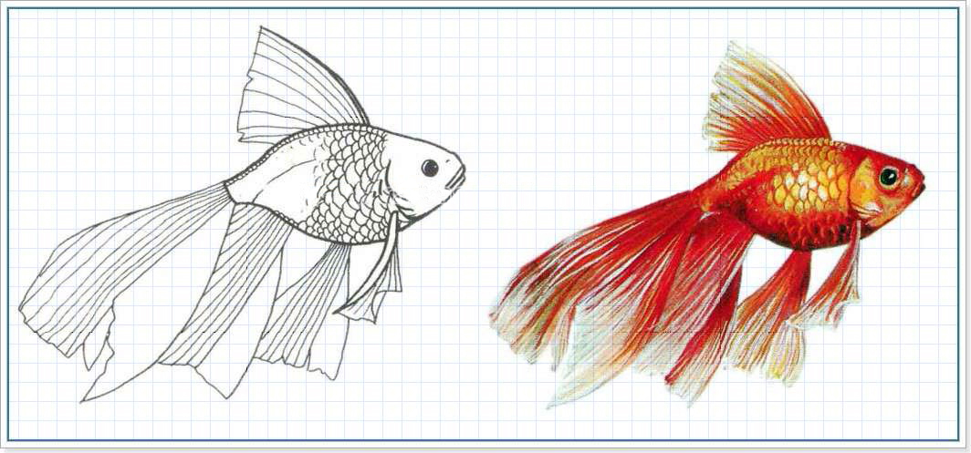 как нарисовать золотую рыбку